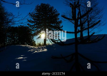 Schöne Landschaft von einem schneebedeckten Wald mit viel Bäume Stockfoto