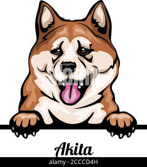 Akita Inu - Farbe Peeking Hunde - Rasse Gesicht Kopf Isoliert auf Weiß Stock Vektor