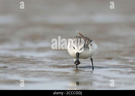 Löffelschnabel-Sandpiper (Eurynorhynchus pygmeus) überwintert entlang der Ostküste Chinas in der Nähe von Xitou in Guangdong. Ein vom Aussterben bedrohte Watvogel. Stockfoto