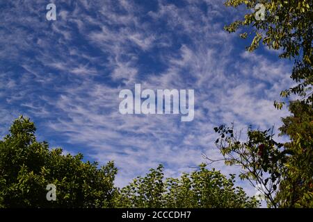 Cirrus Wolke hoch über Südosten London, August 2020, kein Flugzeug wegen Coronavirus, schöner Sommertag, satter blauer Himmel Kobalt und wispy hohe Wolke Stockfoto