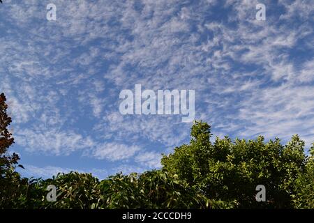 Cirrus Wolke hoch über Südosten London, August 2020, kein Flugzeug wegen Coronavirus, schöner Sommertag, satter blauer Himmel Kobalt und wispy hohe Wolke Stockfoto