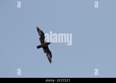 Great Skua (Catharacta skua) in schweren Molt fliegen über Madeira im Sommer. Stockfoto