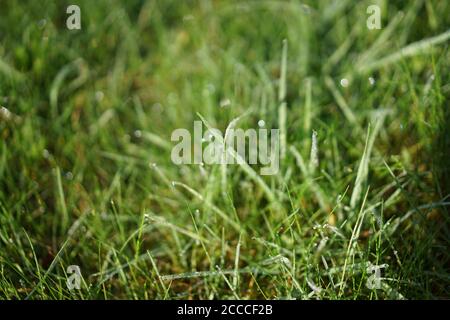 Nahaufnahme von Tau auf langem Gras Stockfoto