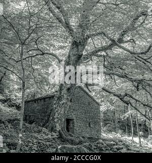 Alte Trockenmauern Haus mit einem großen Baum entlang der Bucht Rovigo, Palazzuolo sul Senio, Provinz Florenz, Toskana, Italien Stockfoto