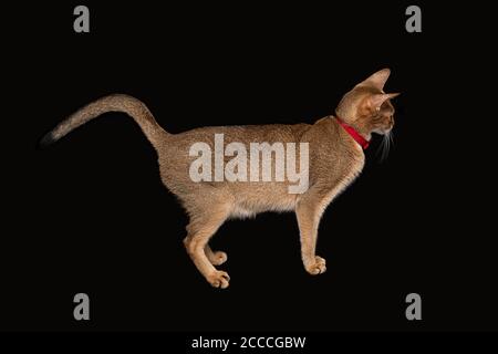 Abessinier Katze im Profil isoliert auf schwarzem Hintergrund Stockfoto