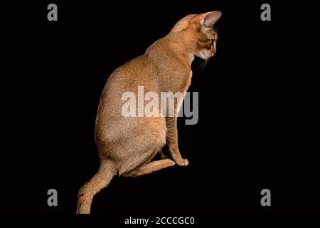 Abessinier Katze sitzt im Profil isoliert auf schwarzem Hintergrund Stockfoto