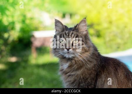 Nette sibirische Katze im Sommergarten Stockfoto