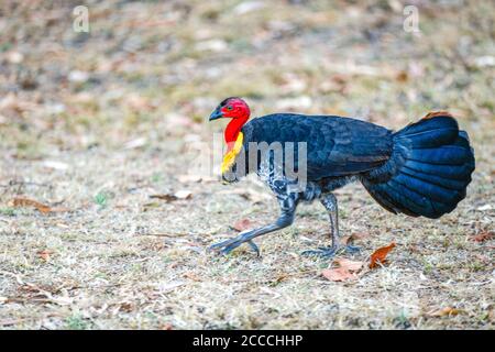 Australian Wild Brush Türkei auf der Flucht. Stockfoto