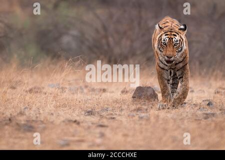 Tigress T19 Krishna geht durch ein Hochplateau bei Ranthambhore Stockfoto