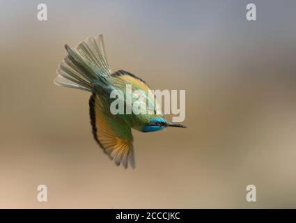 Adult Green Bee-Eater (Merops orientalis cyanophrys), auch bekannt als Arabian Green Bee-Eater. Vogel fliegt vor buntem Hintergrund. Stockfoto