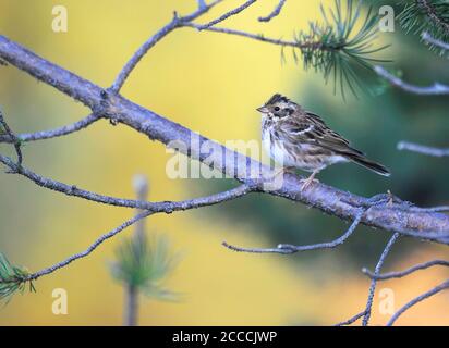 Rustikale Ammer (Emberiza rustica rustica) im Herbst im nicht-brütenden Gefieder. Seitenansicht des Vogels, der auf einem horizontalen Ast einer Kiefer thront. Stockfoto