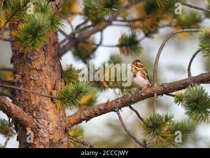 Rustikale Ammer (Emberiza rustica rustica) im Herbst im nicht-brütenden Gefieder. Vorderansicht des Vogels, der auf einem horizontalen Ast einer Kiefer thront. Stockfoto