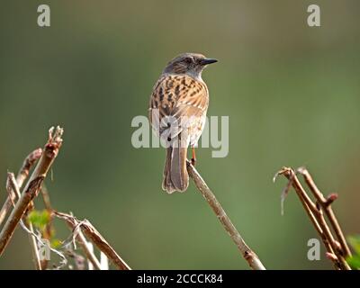 Rückansicht von Dunnock oder Hedge Sparrow (Prunella modularis) mit Kopf im Profil in guter leichter Sitzhaltung auf getrimmter Farmhecke in Cumbria, England, UK Stockfoto