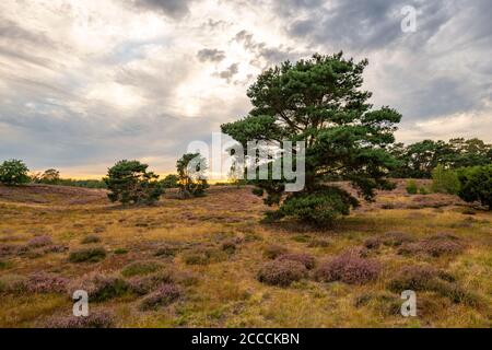 Die Weststruper Heide, im Naturpark hohe Mark Westmünsterland, bei Haltern am See, Heideblühzeit, NRW, Deutschland Stockfoto