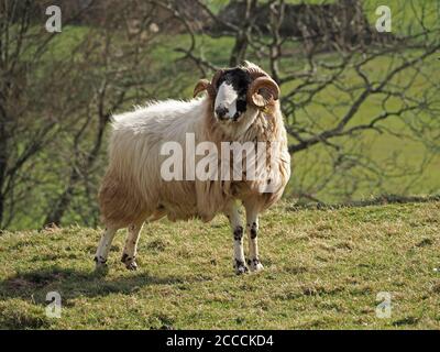 RAM tup männliche schwarz gesichtige Schafe mit beeindruckenden lockigen Hörnern in Frühlingssonne auf grasbewachsenen Upland Farm Weide im Eden Valley, Cumbria, England, Großbritannien Stockfoto