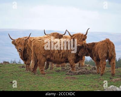 3 Erwachsene Hochlandkühe mit charakteristischen langen, scharfen Hörnern und zotteligen Mänteln schützen ein Kalb auf der Hochlandweide im Eden Valley. Cumbria, England, Großbritannien Stockfoto