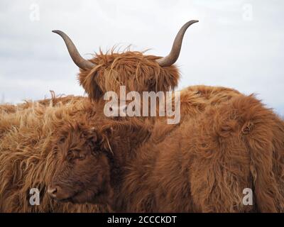 Mutter Hochlandkuh mit charakteristischen langen scharfen Hörnern schützt ihr Kalb in einem Gewirr aus Fell auf der Hochlandweide im Eden Valley. Cumbria, England, Großbritannien Stockfoto