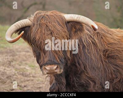 Portrait einer dunkelpelzigen Hochlandkuh mit krummen langen scharfen Hörnern und zerzausten Fell auf der Hochlandweide im Eden Valley. Cumbria, England, Großbritannien Stockfoto