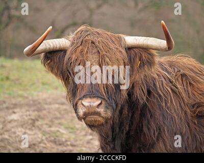 Portrait einer dunkelpelzigen Hochlandkuh mit krummen langen scharfen Hörnern und zerzausten Fell auf der Hochlandweide im Eden Valley. Cumbria, England, Großbritannien Stockfoto