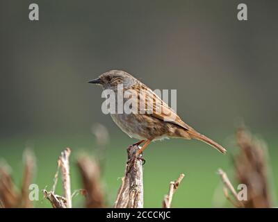 Profilansicht von Dunnock oder Hedge Sparrow (Prunella modularis) in guter leichter Sitzhaltung auf getrimmter Farmhecke in Cumbria, England, UK Stockfoto