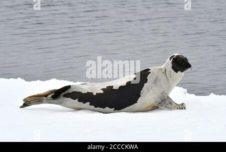 Harfenrobbe (Pagophilus groenlandicus), auch als Saddleback-Siegel oder Grönlandrobbe bekannt. Liegt auf Drift-Eis nördlich von Jan Mayen. Stockfoto