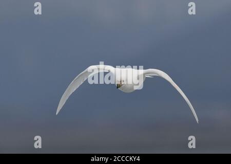 Schneeballvogel (Chionis albus), auch bekannt als Pale-Faced Sheathbill, im Flug im Beagle-Kanal, Ushuaia, im Süden Argentiniens. Stockfoto