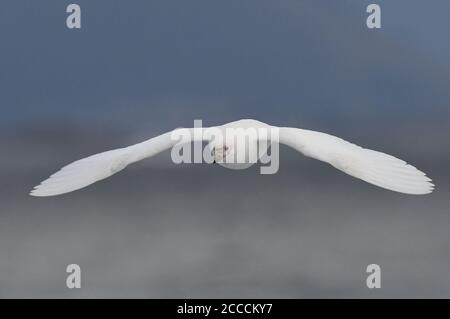 Schneeballvogel (Chionis albus), auch bekannt als Pale-Faced Sheathbill, im Flug im Beagle-Kanal, Ushuaia, im Süden Argentiniens. Stockfoto