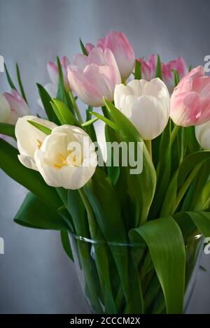 Bund von charmanten weißen und rosafarbenen Tulpen in Glasvase, Stillleben Stockfoto