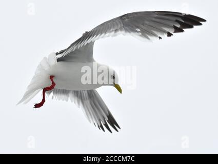 Erwachsene Rotbeinige Kittiwake (Rissa brevirostris) vor der Küste der Feuerring-Inseln, Ostrussland. Stockfoto