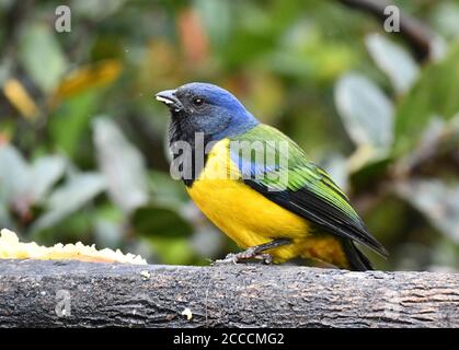 Schwarzkrautbentanager (Cnemathraupis eximia) in Bergwäldern am westlichen andenhang Ecuadors gelegen. Essen von einer Banane auf einem Futterhäuschen. Stockfoto