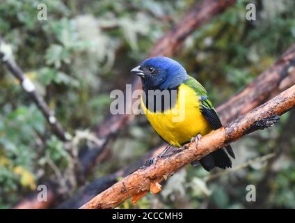 Schwarzkrautbentanager (Cnemathraupis eximia) auf einem Zweig in einem Bergwald am westlichen andenhang von Ecuador. Stockfoto