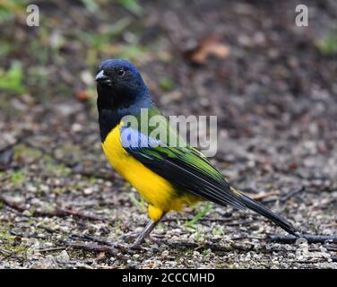 Schwarzkrautbentanager (Cnemathraupis eximia) steht auf dem Boden in einem Bergwald am westlichen andenhang Ecuadors. Stockfoto