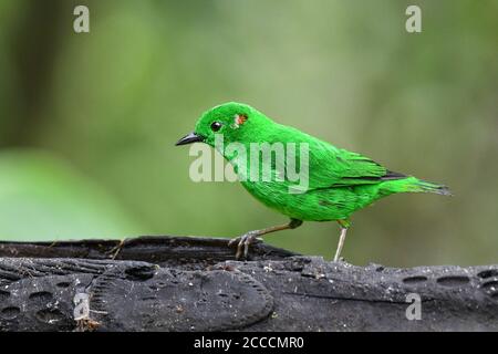 Glitzerndes Tanager (Chlorochrysa phoenicotis) im Mashpi-Reservat am westlichen andenhang Ecuadors. Stockfoto