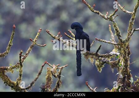 Erwachsener, langwattliger Umbrellabird (Cephalopterus penduliger) thront in einem Baum an seinem Lek am westlichen andenhang Ecuadors. Stockfoto