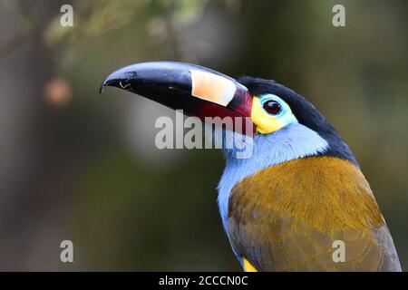 Nahaufnahme eines Plattenschnabelberges Toucan (Andigena laminirostris) im Bellavista Reservat, am westlichen andenhang Ecuadors. Stockfoto