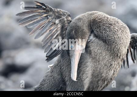 Der fluglose Kormoran (Phalacrocorax harrisi) auf der Insel Isabela in den Galapagos-Inseln. Stockfoto