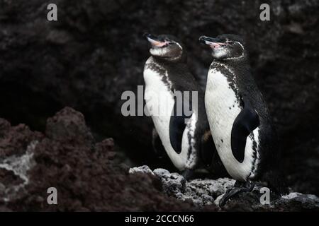 Zwei Galapagos-Pinguine (Spheniscus mendiculus) auf den Galapagos-Inseln. Steht am Ufer. Stockfoto