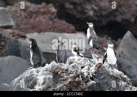 Galapagos-Pinguin (Spheniscus mendiculus) auf den Galapagos-Inseln. Gruppe Pinguine stehen auf Lavafelsen im Regen. Stockfoto