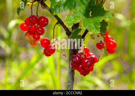 Reife rote Johannisbeere . Kultivierte Beeren Stockfoto