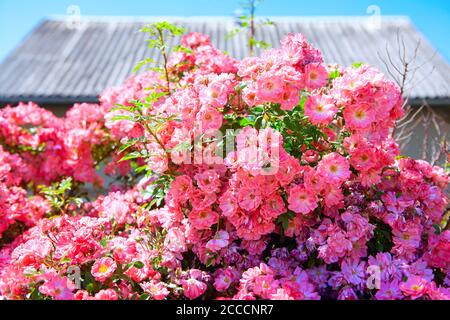 Rosa Rosen wachsen im rustikalen Garten Stockfoto