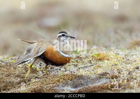 Eurasischer Dotterel (Charadrius morinellus) im Sommer ruht das Gefieder auf dem Boden während der Frühlingsmigration in den Küstendünen von Berkheide, Wassenaar Stockfoto