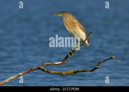 Jungvogel-Schwarzkronenreiher (Nycticorax nycticorax) Stehen auf einem Barsch in einem See Stockfoto