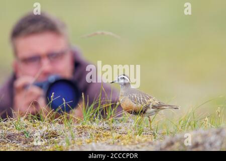 Eurasischer Dotterel (Charadrius morinellus), der auf dem Boden in den Küstendünen von Berkheide, Wassenaar, Niederlande, ruht. Fotograf liegt im b Stockfoto