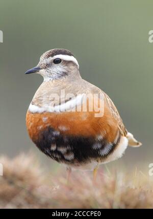 Eurasischer Dotterel (Charadrius morinellus) im Sommer ruht das Gefieder auf dem Boden während der Frühlingsmigration in den Küstendünen von Berkheide, Wassenaar Stockfoto