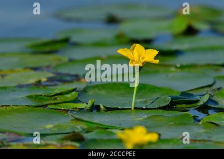 Umsäumte Seerose (Nymphoides peltata) zwischen ihren schwimmenden Blättern Stockfoto