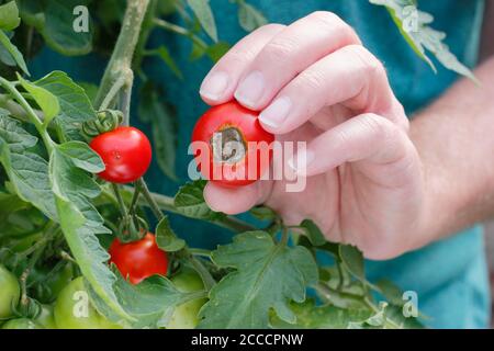 Solanum lycopersicum 'Alicante'. Selbst angebaute Tomaten von Blüte Ende Fäule durch Mangel an Kalzium und damit verbundenen Gießproblemen betroffen. Stockfoto