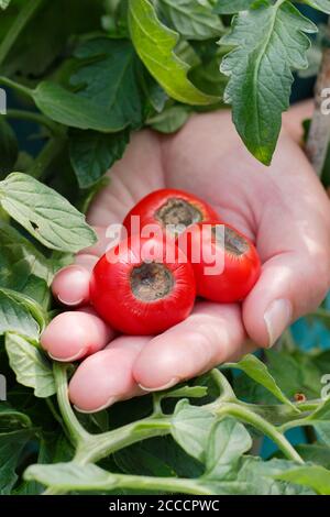 Solanum lycopersicum 'Alicante'. Selbst angebaute Tomaten von Blüte Ende Fäule durch Mangel an Kalzium und damit verbundenen Gießproblemen betroffen. Stockfoto