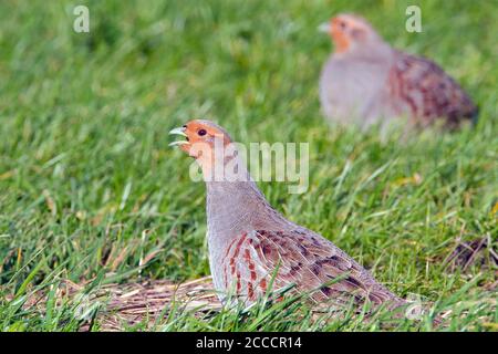 Gray Partridge (Perdix perdix) ruft von holländischer Wiese mit seinem Weibchen im Hintergrund. Stockfoto