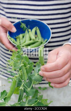 Pisum sativum 'Kelvedon Wonder'. Im Sommer in einem Vorstadtgarten Erbsen pflücken. VEREINIGTES KÖNIGREICH Stockfoto