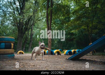 Junge verspielte französische Bulldogge spielen mit Holzstock in Sommerpark Stockfoto